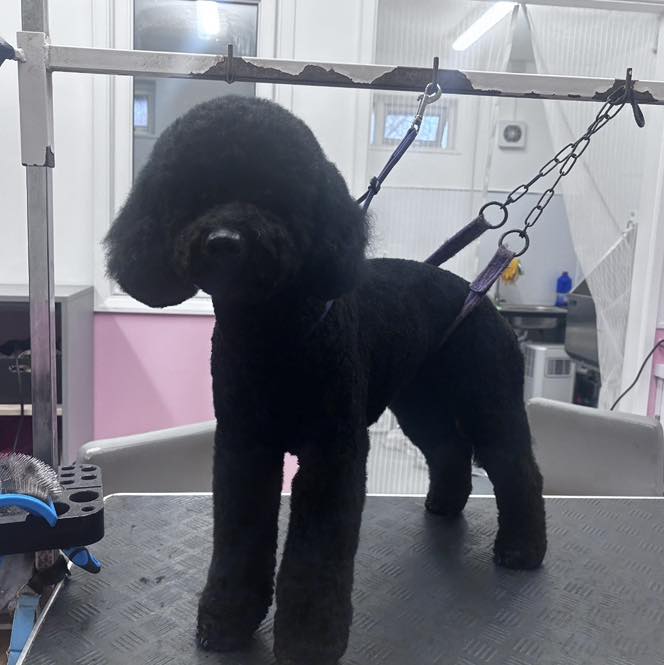 Freshly groomed dog at Shear Pawfection salon