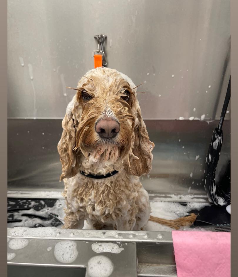 Dog being groomed at Shear Pawfection