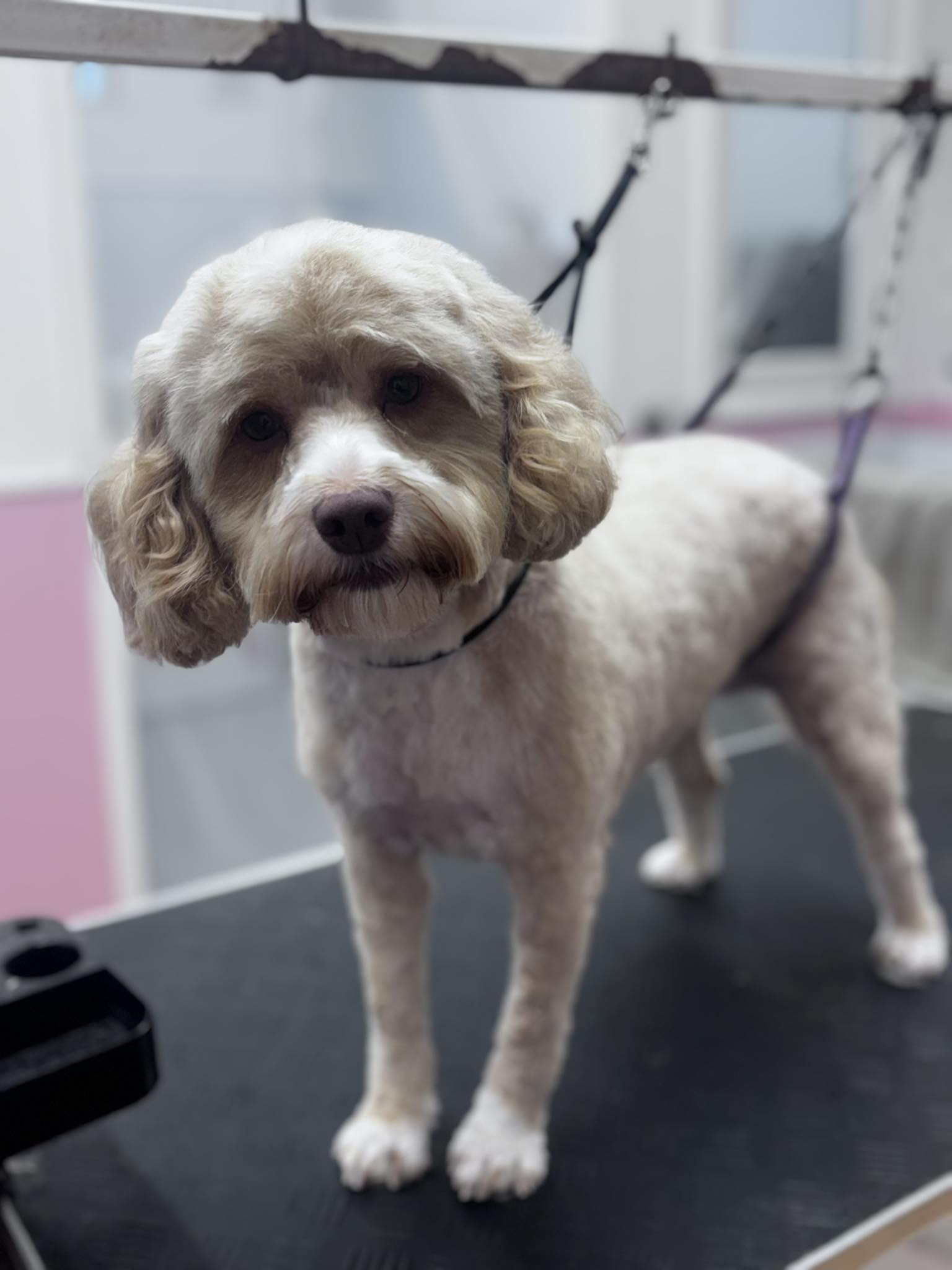 Happy dog after grooming session at Shear Pawfection