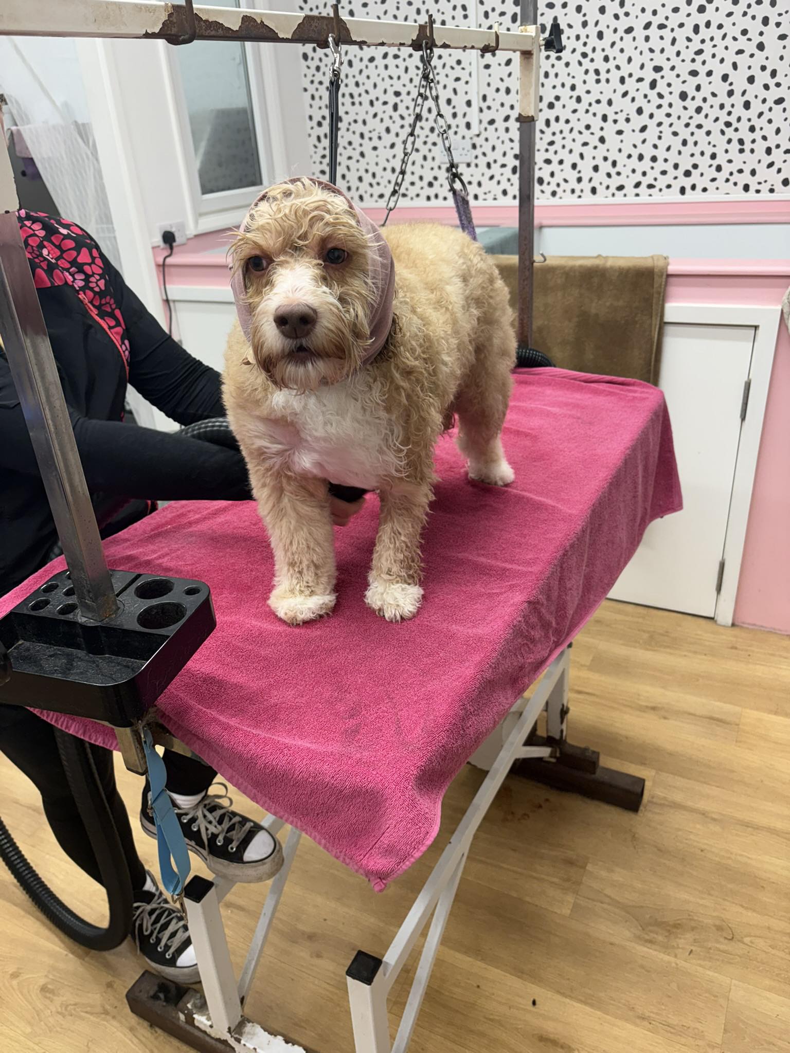 Beautifully groomed pup at Shear Pawfection Milton Keynes